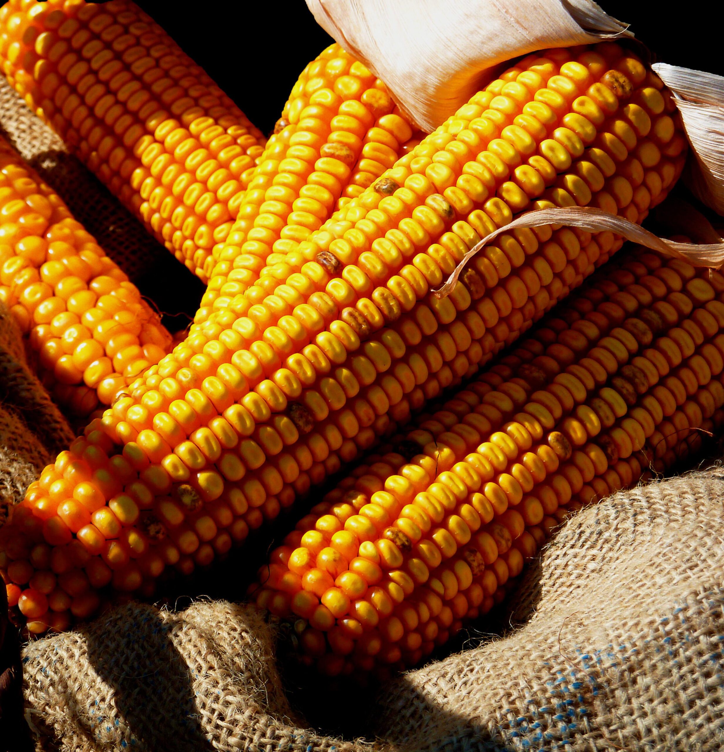Gluten free corn